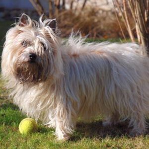 Raça Cairn Terrier