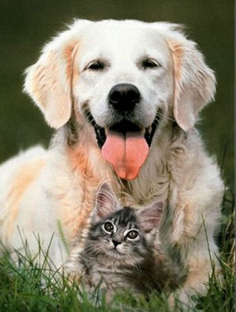 Cães e gatos devem ser imunizados contra a raiva animal.