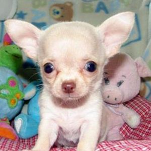 Raça Chihuahua