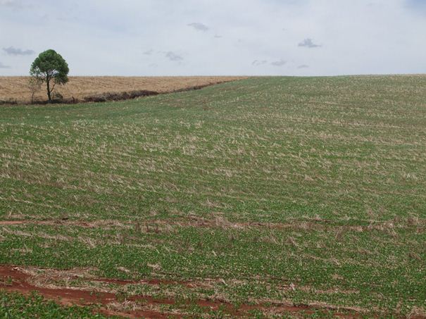 Legenda: Altas temperaturas e baixa umidade do solo estão prejudicando lavouras de soja plantadas recentemente